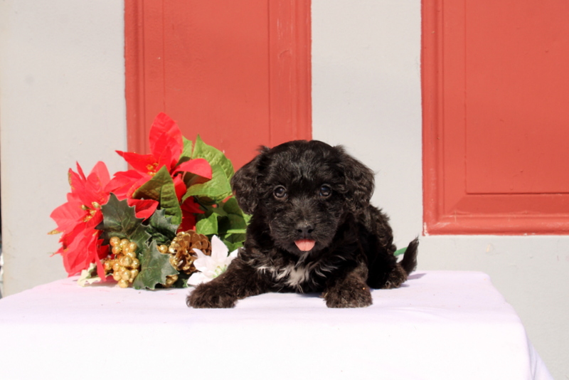 puppy, for, sale, Morkie-Poo, Matthew B. Stoltzfus, dog, breeder, Gap, PA, dog-breeder, puppy-for-sale, forsale, nearby, find, puppyfind, locator, puppylocator, aca